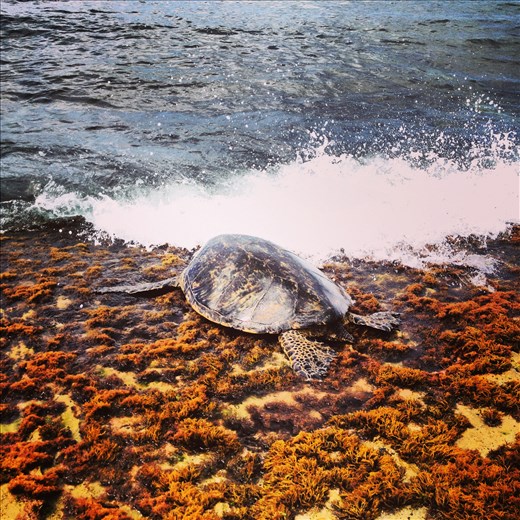 A sea turtle makes his way to dry land at Turtle Beach on the island of O'ahu.