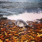 A sea turtle makes his way to dry land at Turtle Beach on the island of O'ahu.: by brittneyreynolds, Views[276]