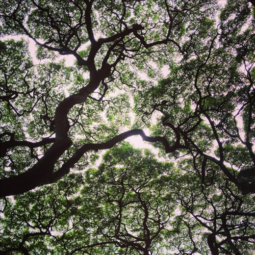 Indigenous trees as seen in Waimea Valley on O'ahu.