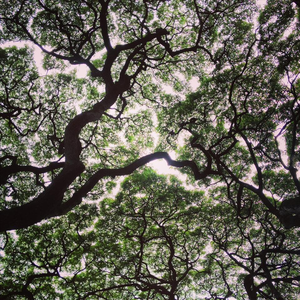 Indigenous trees as seen in Waimea Valley on O'ahu.