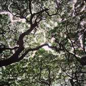 Indigenous trees as seen in Waimea Valley on O'ahu.: by brittneyreynolds, Views[304]