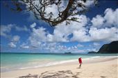 A beachcomber strolls along the windward side of O'ahu.: by brittneyreynolds, Views[275]