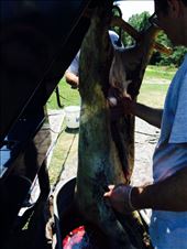 Me cleaning the hog: by brooklyn, Views[259]