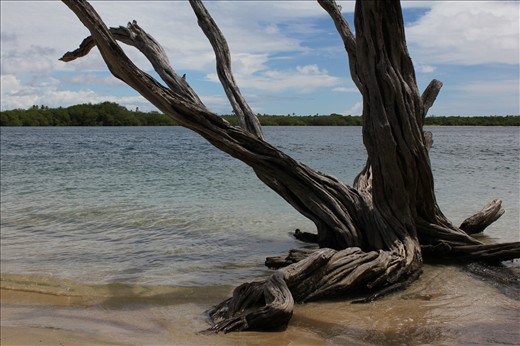 A tree grows in the ocean - Tobago