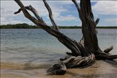 A tree grows in the ocean - Tobago: by brooklynzjuan, Views[350]