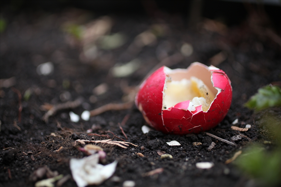 Coloured and cooked, destroyed by the resident wildlife