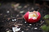 Coloured and cooked, destroyed by the resident wildlife: by brownmoore, Views[320]