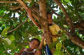 After school hours, kids usually swim in the sea.  This time I saw children playing in a tree along the beach. : by brttrab, Views[3509]
