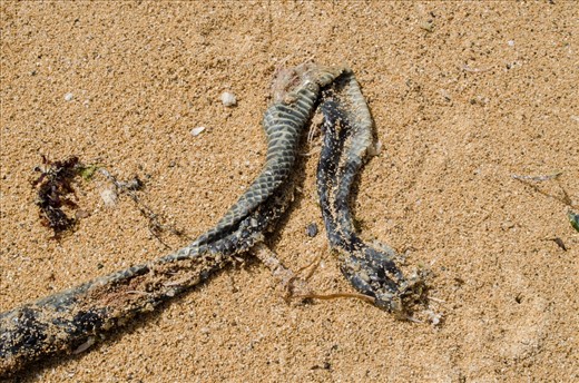 Apart from seaweeds and starfish along the seashore, a snake skin is not an ordinary sight.