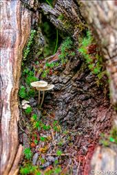 mushroom: by bruno, Views[270]