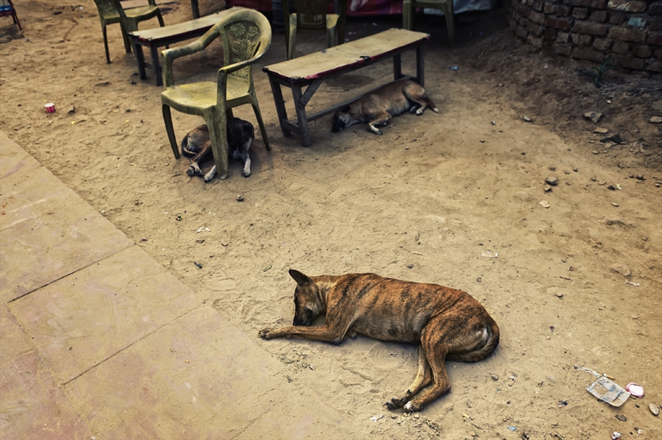 Dogs are everywhere India, this one wasn't able to find shade like his mates.