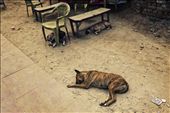Dogs are everywhere India, this one wasn't able to find shade like his mates.: by bryceworld, Views[492]
