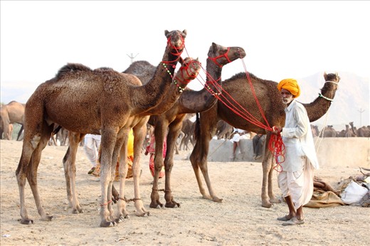 This photograph is taken in Pushkar International cattle fair , Rajasthan .