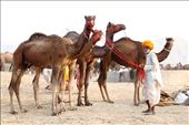 This photograph is taken in Pushkar International cattle fair , Rajasthan .: by bsanjeev, Views[338]