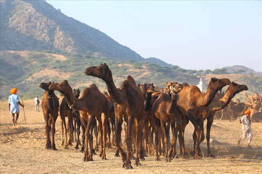 This photograph is taken in Pushkar International cattle fair , Rajasthan .
