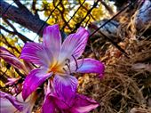 Wild wonder: by bsheridan, Views[249]