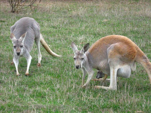 Kangaroo in Phillip Island