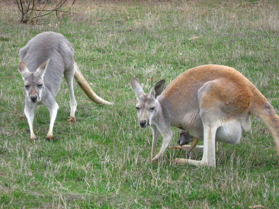 Kangaroo in Phillip Island