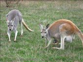 Kangaroo in Phillip Island: by bsrya, Views[306]