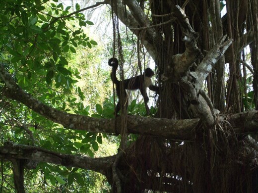 Arboreal White-Faced Capuchin Monkey