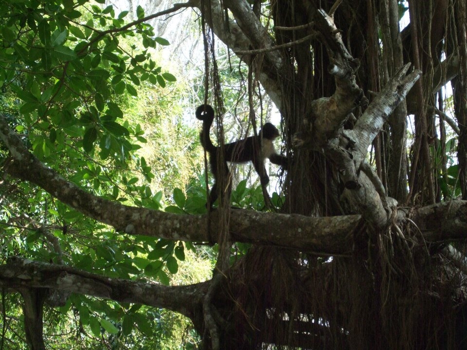 Arboreal White-Faced Capuchin Monkey