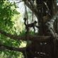 Arboreal White-Faced Capuchin Monkey: by buddingenvironmentalist, Views[325]