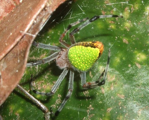 A Very Green Arachnid