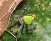 A Very Green Arachnid: by buddingenvironmentalist, Views[249]