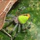 A Very Green Arachnid by: buddingenvironmentalist Views[250]