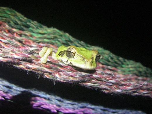 The Hammock Frog