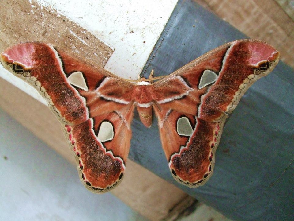 A Wild Atlas Moth