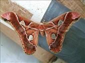 A Wild Atlas Moth: by buddingenvironmentalist, Views[507]