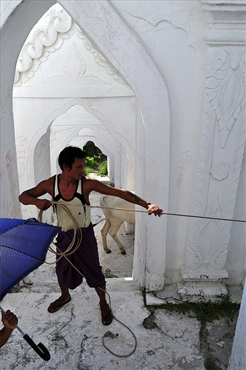 A shepherd is grazing his cows in Mya Thein Dan Pagoda in Myanmar(Burma). His son is holding an umbrella against the burning sun.