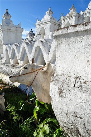 The cows are allowed to be grazed around the pagoda. The grass around the pagoda is a blessing for the cows and the shepherd to make living. 