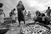 Fishing being the main means of livelihood in Negombo.: by bulilit, Views[1288]