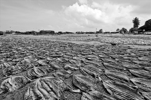 Fresh fish are laid out under the sun to dry.