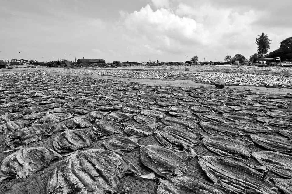 Fresh fish are laid out under the sun to dry.