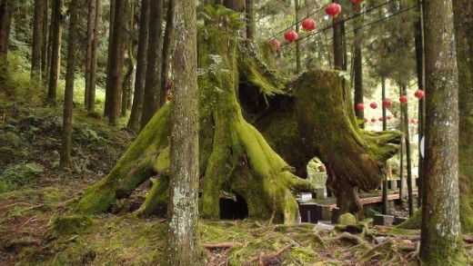 Inside Ali Shan tourist park