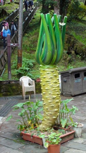 A statue of a wasabi root. A lot of wasabi is grown in the area