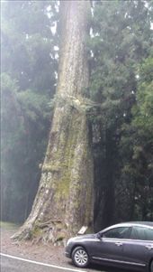 An Ali Shan tall tree on the road to Yu Shan National Park: by bundynbeaches, Views[371]