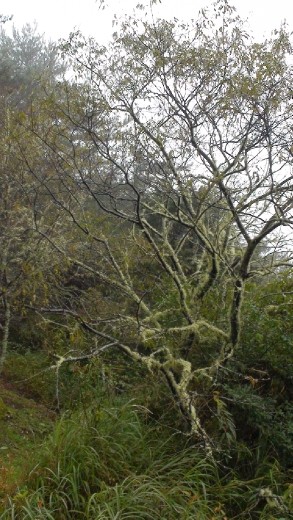 Yu Shan National Park scenery