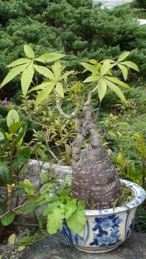 A different looking plant is all