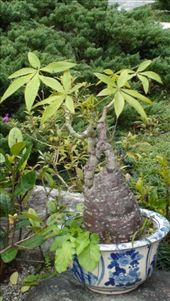 A different looking plant is all: by bundynbeaches, Views[323]