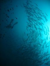 Safety stops on the way back to the boat were boring a lot of the time, though this one was alright from the looks of it.: by bundynbeaches, Views[355]