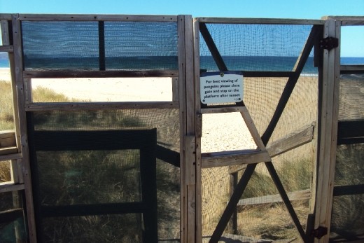 The hideout for watching the fairy penguins at the Bruny Island neck reserve
