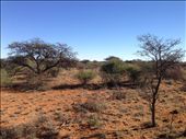 Kalahari region in behind a town called Kathu, Northern Cape Province: by bundynbeaches, Views[709]