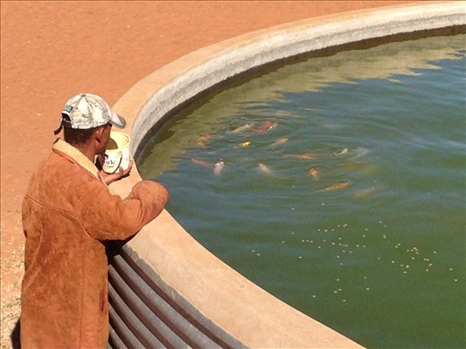 Stock watering point tank loaded with fish