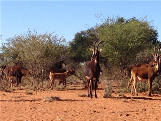 Some sable coming in for a closer look at me