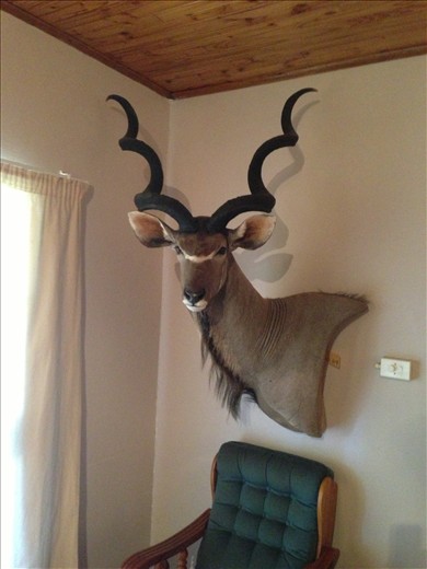 A mounted kudu in the hunting lodge