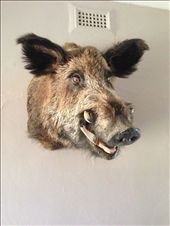 A good sized pig: by bundynbeaches, Views[535]